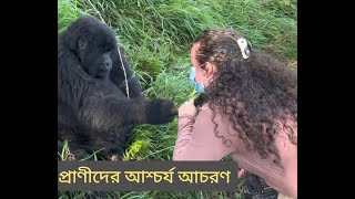 প্রাণীদের আশ্চর্য আচরণ||ঈর্ষণীয় আচরণ প্রাণীদের মাঝেও রয়েছে|| #animals