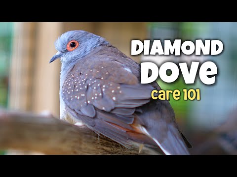 You Won’t Believe How Easy It Is to Care for Diamond Doves!