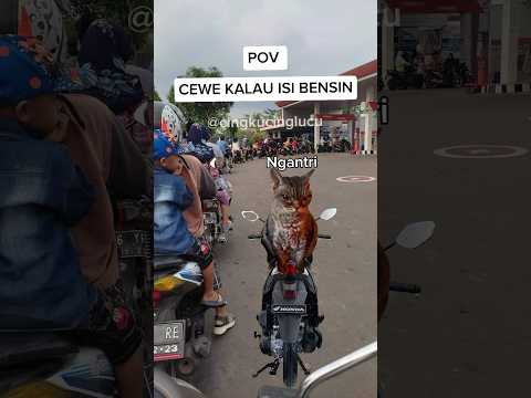 Endingnya malah 🤣 #kucing #kucinglucu #meme #memevideo #cingkucinglucu #pov