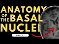 Basal Ganglia Anatomy and Imaging