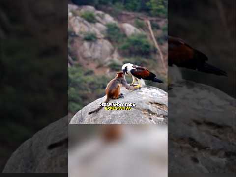 Aguila y el mono "amistad fuera de lo normal #animalessalvajes #mundoanimal#wildife