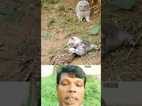 আদর দিয়ে ঘুম পাড়িয়ে দিচ্ছে। #duet #viralvideo #cat #birds #funny #love #viral #foryou