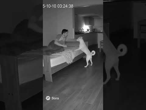 Cachorro salvou homem. #cachorro #pets #cute