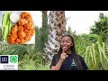 Understanding MyPlate and Healthy Eating