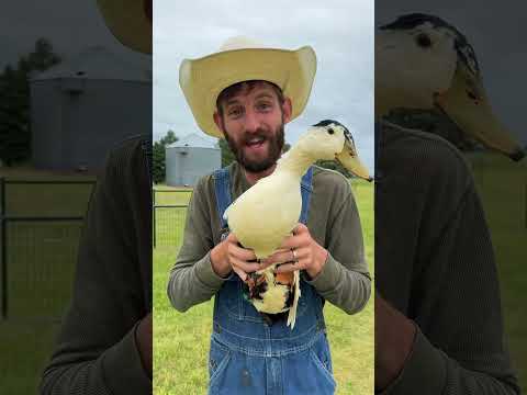 Duck Facts of the Day 🦆