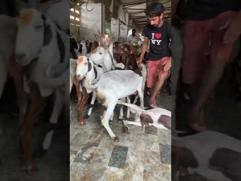 Kasahab Khana #kingofcolony #cow #goat #cattle #bull #bakri #bakra