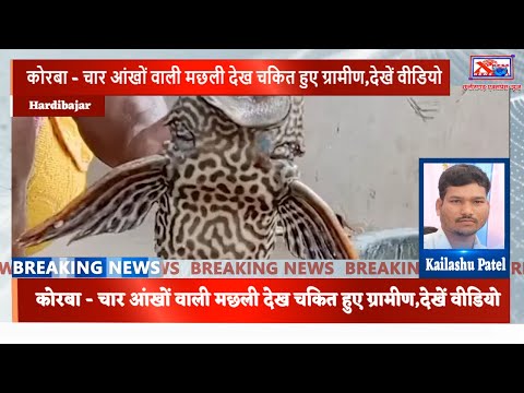 कोरबा - चार आंखों वाली मछली देख चकित हुए ग्रामीण,देखें वीडियोChhattisgarh Xpress News