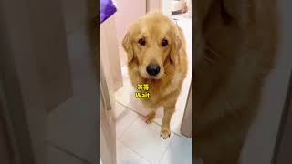 Dog: You’re doing the process wrong.狗：你这流程不对！ #dog #pets #goldenretriever