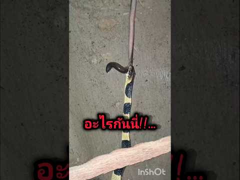 ไม่อึ้ง!!ได้ไง เกิดมาพึ่งเคยเจอแบบนี้#snake #snakes