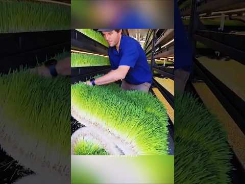 Fodder Growing Technology | Grow Animal Feed Without Soil! 🌱💧#facts #shorts #trending