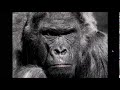 Understanding Sounds in the Video