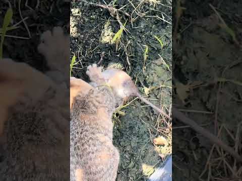 18 de outubro de 2025