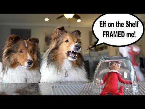 The Elf on the Shelf FRAMED me! 🐶🤔🎅🏼🎁 Time to TAKE CONTROL!  An Elf on the Shelf Sheltie Adventure!