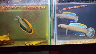 TERBUKTI AMPUH..!! Cara Progres Ikan Channa Limbata Biar Gondrong