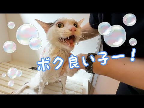 今までで一番良い子なチロさんのシャンプー！！