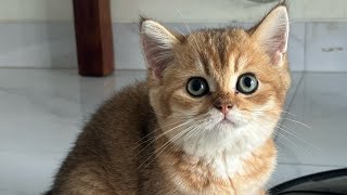 3 Jenis kucing british short hair, nomor 3 yang paling mahal 😻 siap adopsi kucing british short hair