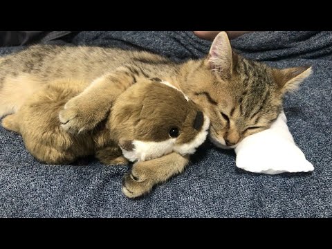 猫が5年間大事に連れ回しているぬいぐるみの現在が大変な事になってる件