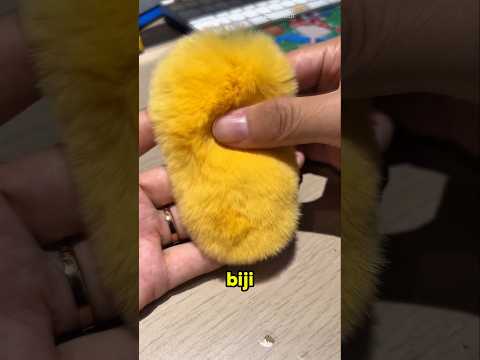 Peliharaan aneh dari biji mangga