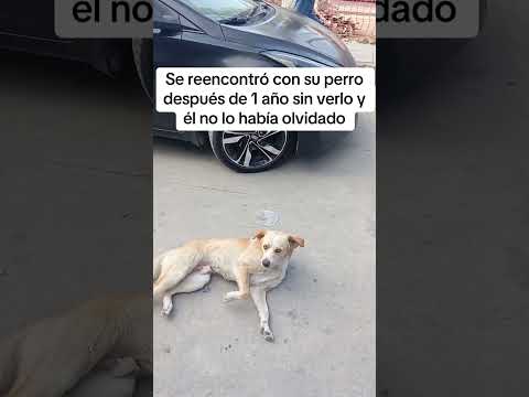 UN VIDEO BONITO #animalesincreibles #mascotas #mascotasyoutube