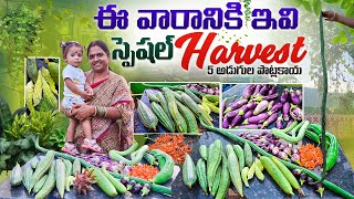 వామ్మో 5 అడుగుల పొట్లకాయ 😍 | ఈ వారానికి ఇవి స్పెషల్ హర్వస్ట్ | Our garden full of vegetables