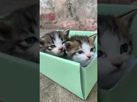 So poor kitten #cat #shorts #viral