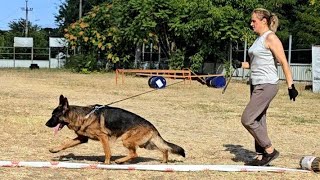 Training of a Champion!🏆 Gorgeous German Shepherd male Jason TSARI & GRANT, 3 years old. Odessa.