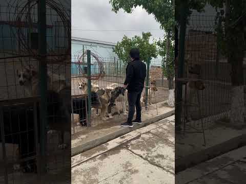Щенки на показ не продаются! Это не бизнес, только хобби Питомник Пират Узбекистан 🇺🇿