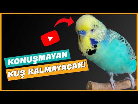 Muhabbet Kuşu Konuşturma Eğitimi 2025 | Kuşa Dinlet, 'Aşkım' Desin! (%100 Etkili)