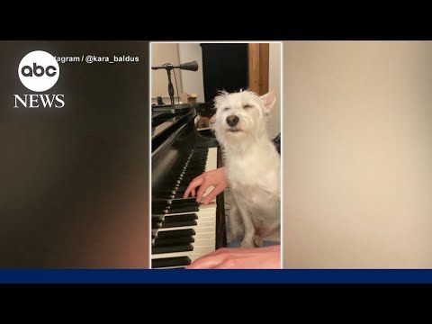 YouTube video thumbnail: Dog Goes Viral for his Love of mom's Music