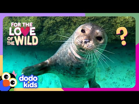 Hero Diver’s Mission Is To Protect Seals From Garbage | Dodo Kids | For The Love Of The Wild