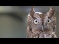 Identifying and Understanding Owls