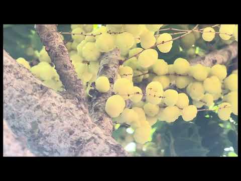 നമ്മുടെ സൈപ്പ് നെല്ലിയുടെ കഥയറിയോ / Nelli/ Sayippnelli