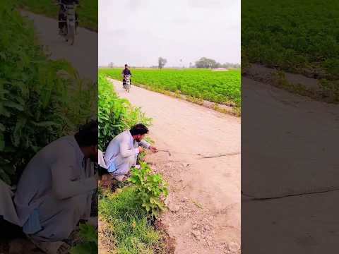 chor na bachi ko Utah ley #foryou #islamiqoutes#shortvideo#shortvideo#tranding#emotiona#viral#usa