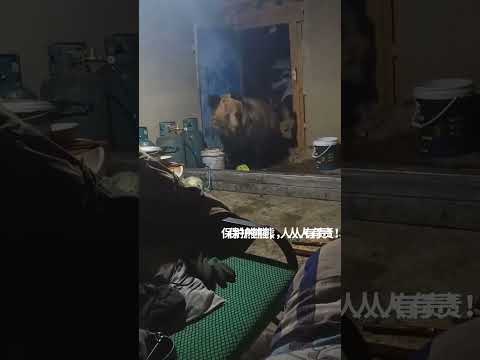 Why in Tibet do these earth animals, these bears, smile in village homes?