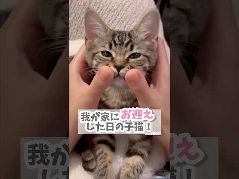 子猫を我が家にお迎えした日。 #cat #kitten