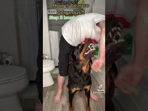 The growling sweet Rottweiler. The video that reached over 100 million views #bearfromtiktok