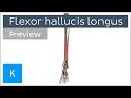 Flexor Hallucis Longus Anatomy