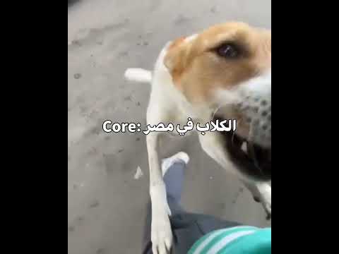 الكلاب في مصر