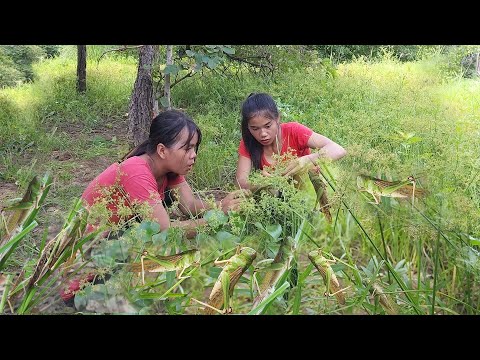 Grasshopper for jungle food, Catch and Cooking grasshopper Eating delicious in forest