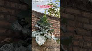 #好坚强的花花。#劇情#搞笑#生活#內涵#shorts