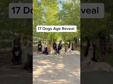 Are you the oldest, middle, or youngest sibling?? No matter how old these puppies 🥰 #dogsofyoutube