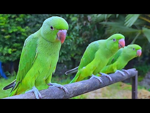 Parrot Chirping Natural Sounds