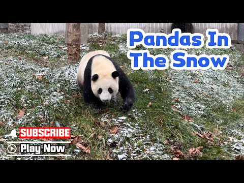 Pandas In Winter Wonderland | iPanda