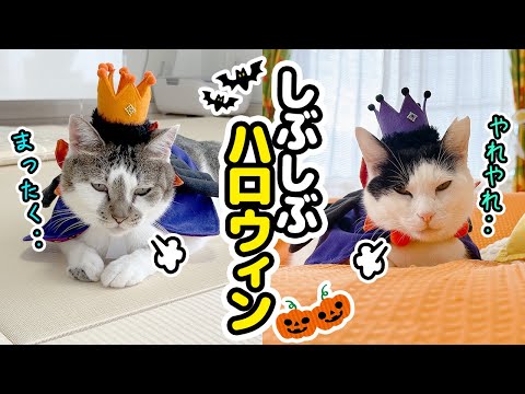 ママの趣味に渋々付き合ってくれる愛猫が可愛すぎた【ハロウィン仮装】