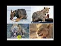 Animal Diets and Feeding Habits