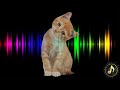 Kuis Suara Kucing