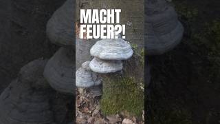 Dieser Pilz konnte Feuer machen 😳🍄#Zunderschwamm, #Pilze, #Natur, #Geschichte, #Wald