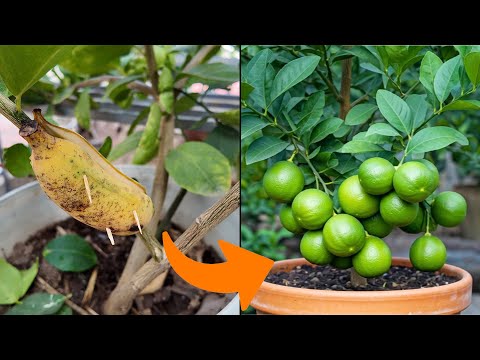 Propagated a Lemon Tree in 1 Month Using Tissue Power #fruit  #lemontree