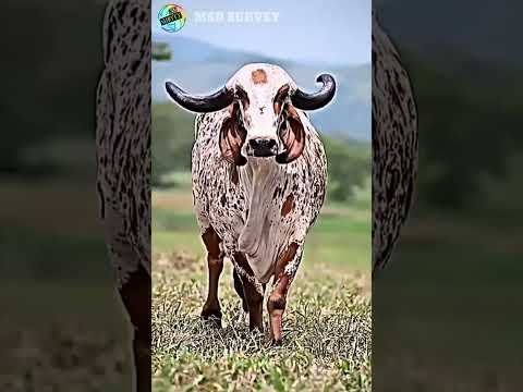 Method of bathing cows in the US country//msd survey#shorts