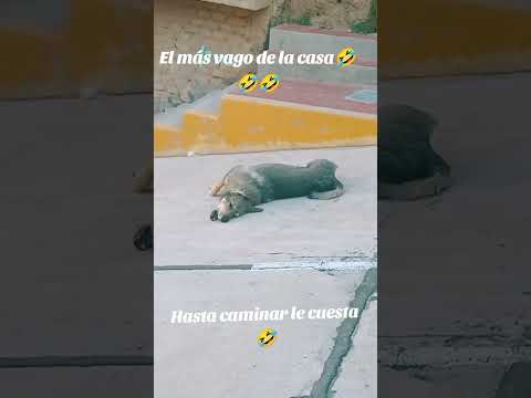 #peluditos #doglover #risas #chistesparati #humormemes #humor #shortsviral